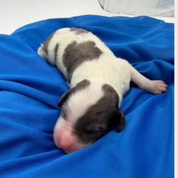 Dewey - Merle male Sheepadoodle puppy in Willacoochee, Georgia from Kitandkboodle's Doodles
