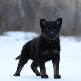 Stella - Bi-color female German Shepherd puppy in Augusta, West Virginia from Vom Haus Highlands