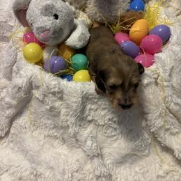 Cadbury - Cream male Dachshund puppy in Statesville, North Carolina from Lakeside Dachshunds