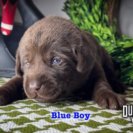 Blue Boy - Chocolate male Labrador Retriever puppy in Plymouth, North Carolina from Duck Creek Kennels