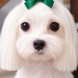 Nova - Maltese