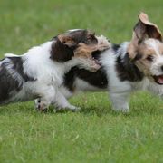 Petit Basset Griffon Vendéen Puppies from Patti Whitlock