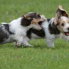 Petit Basset Griffon Vendéen Puppies from Patti Whitlock
