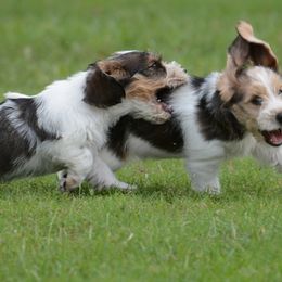 Petit Basset Griffon Vendéen Puppies from Patti Whitlock