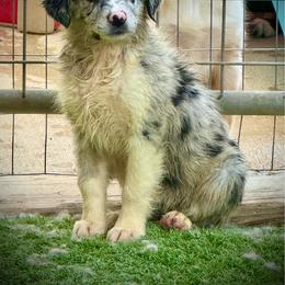 Merle female - Blue merle female Miniature Australian Shepherd puppy in Lemon Cove, California from Magic Ranch Mini Aussies