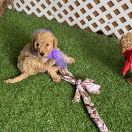 Goldendoodle and Russian Toy Puppies from Nesting Dolls Russian Toys