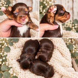 Opie - Chocolate, tan and white male Yorkshire Terrier puppy in Dalton, Georgia from Southern Charm Precious Paws