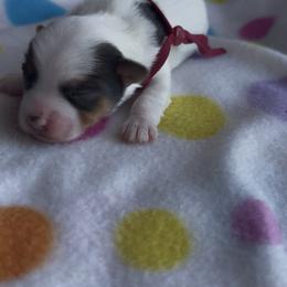 Pebbles (burgundy) - Parti female Yorkshire Terrier puppy in South Lake Tahoe, California from Sierra Nevada Yorkies