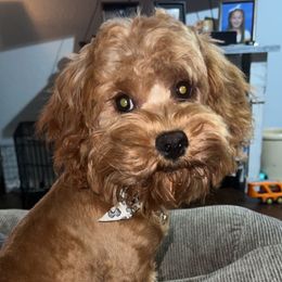 Ginger - Cavapoo
