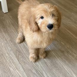 Goldie - Apricot female Goldendoodle puppy in Headland, Alabama from Amber Moon Goldendoodles
