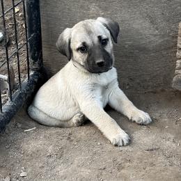Little foot - Yellow male Black Mouth Cur puppy in Warsaw, Missouri from Heritage Cow Dogs