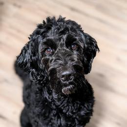 Luna - Goldendoodle