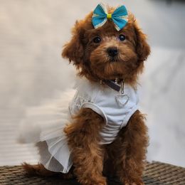 Cavapoo, Maltese, Maltipoo, and Poodle Puppies from Mt.BakerPoodles&Doodles