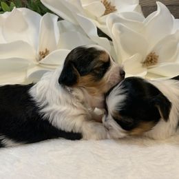 Biewer Terrier Puppies from Bouquet Biewers