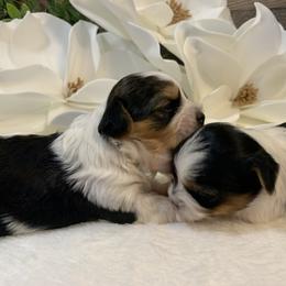 Biewer Terrier Puppies from Bouquet Biewers