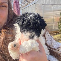 Akc Miss Coco-toy poodle small - Parti female Poodle puppy in Fort Worth, Texas from Ashley Ross Toy Poodles (AKC)