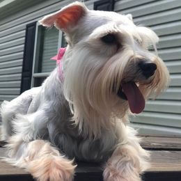 Miniature Schnauzers from Kiki’s Schnauzers