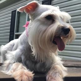 Miniature Schnauzers from Kiki’s Schnauzers