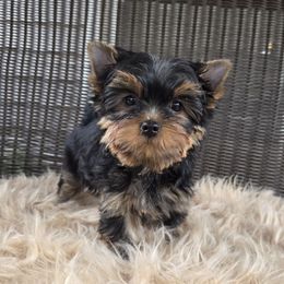 Jerry - Blue and gold male Yorkshire Terrier puppy in Battle Ground, Washington from Joyful Yorkies