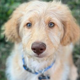 Goldendoodle All Grown Up from Twilight Doodles