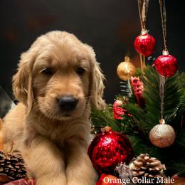 Golden Retriever Puppies from Studley Hill Goldens, LLC.