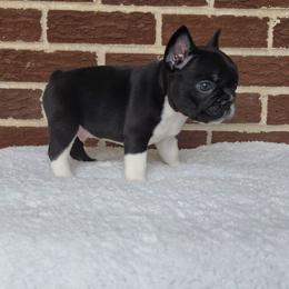 Boy 3 - Black and white male French Bulldog puppy in Gloster, Mississippi from Donna's French Bulldogs