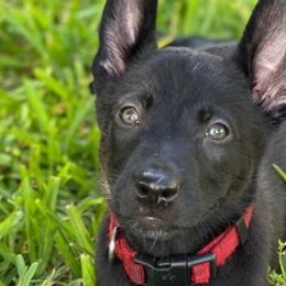 Belgian Malinois and Dutch Shepherds from Allpurposek-9