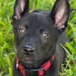 Belgian Malinois and Dutch Shepherds from Allpurposek-9