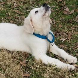 Golden Retriever Puppies from Danielle Kemper