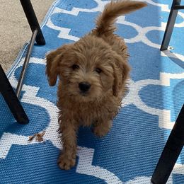 Goldendoodle Puppies from Teddy Bear Goldendoodles