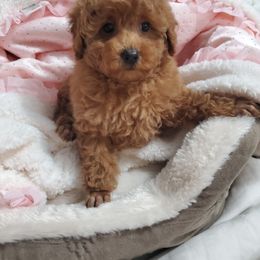 Cavapoo, Maltese, Maltipoo, and Poodle Puppies from Mt.BakerPoodles&Doodles