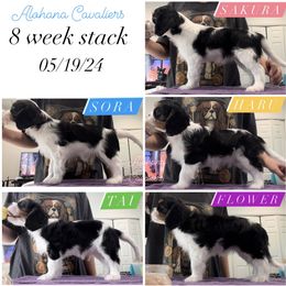 Cavalier King Charles Spaniel Puppies from Alohana Cavaliers