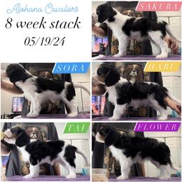 Cavalier King Charles Spaniel Puppies from Alohana Cavaliers