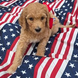 Grace - Apricot female Goldendoodle puppy in Summerfield, North Carolina from Lila's Teddybear Goldendoodles