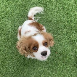 Isla - Cavalier King Charles Spaniel
