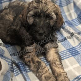 Boy 6 - Labradoodle puppy in Buckingham, Illinois from Naturally Special Doodles