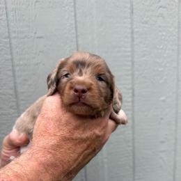 Lucky Day (Three Amigos) - Dapple male Dachshund puppy in Knoxville, Tennessee from Over The Moon Minis