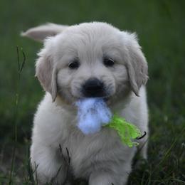 Golden Retriever Puppies from ArkGold