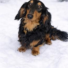 Niklaus - Dachshund