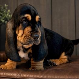 Louis - Gray collar - Black brown and white male Basset Hound puppy in Edmonton, Kentucky from RiverBottom Bassets