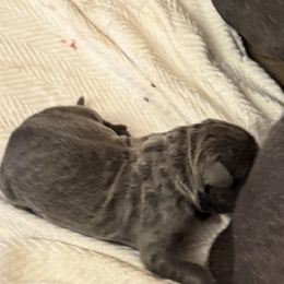 Girl 4 - female Cane Corso puppy in Granbury, Texas from Revolutions Kennel