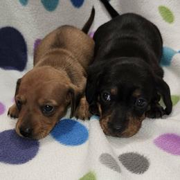 Dolly - Red female Dachshund puppy in Littlestown, Pennsylvania from Redeemer's Dachshunds