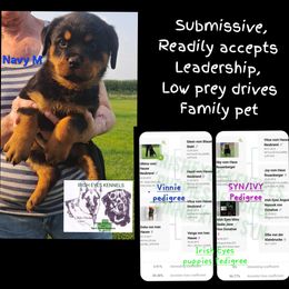 Boy 3 - Black and mahogany male Rottweiler puppy in De Witt, Iowa from Irish Eyes Kennels