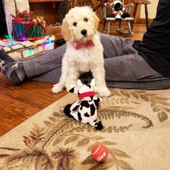 Bordoodle Puppies from 2J 2K Bordoodles