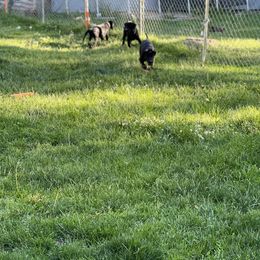 Labrador Retriever Puppies from Wings of Freedom Retrievers
