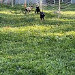 Labrador Retriever Puppies from Wings of Freedom Retrievers