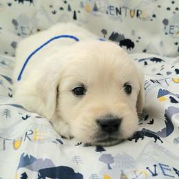 Mr. Dark Blue - Light golden male Golden Retriever puppy in Campton, Kentucky from ElkRidge Goldens