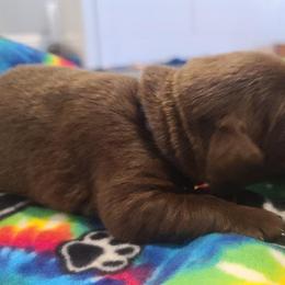 Labrador Retriever Puppies from Labrador Trails