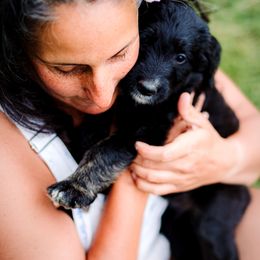Sheepadoodle Puppies from Life Unleashed Farm