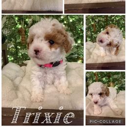 Trixie - Parti female Poodle puppy in Chattanooga, Tennessee from Scenic City Doodles